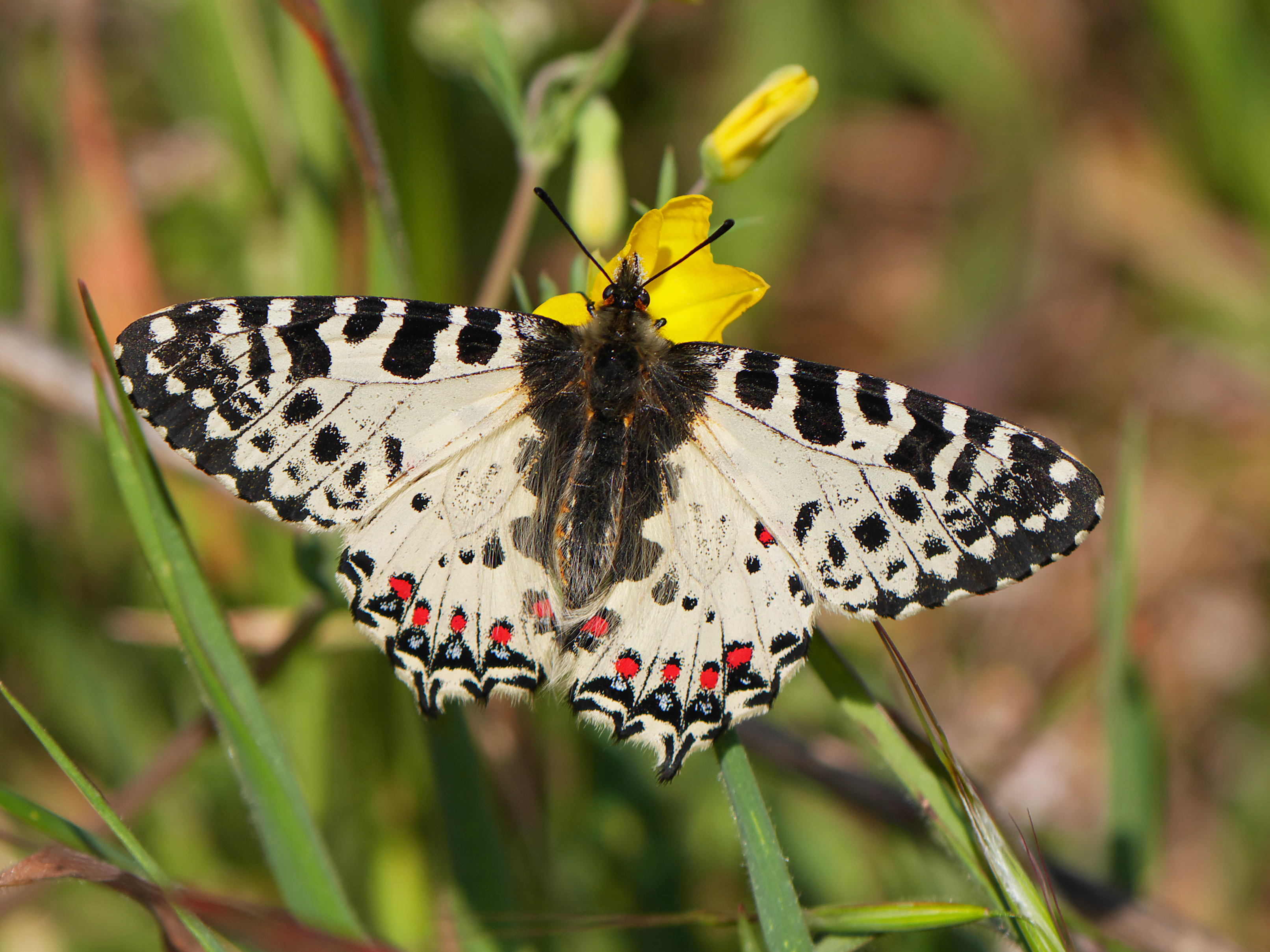 Eastern Festoon